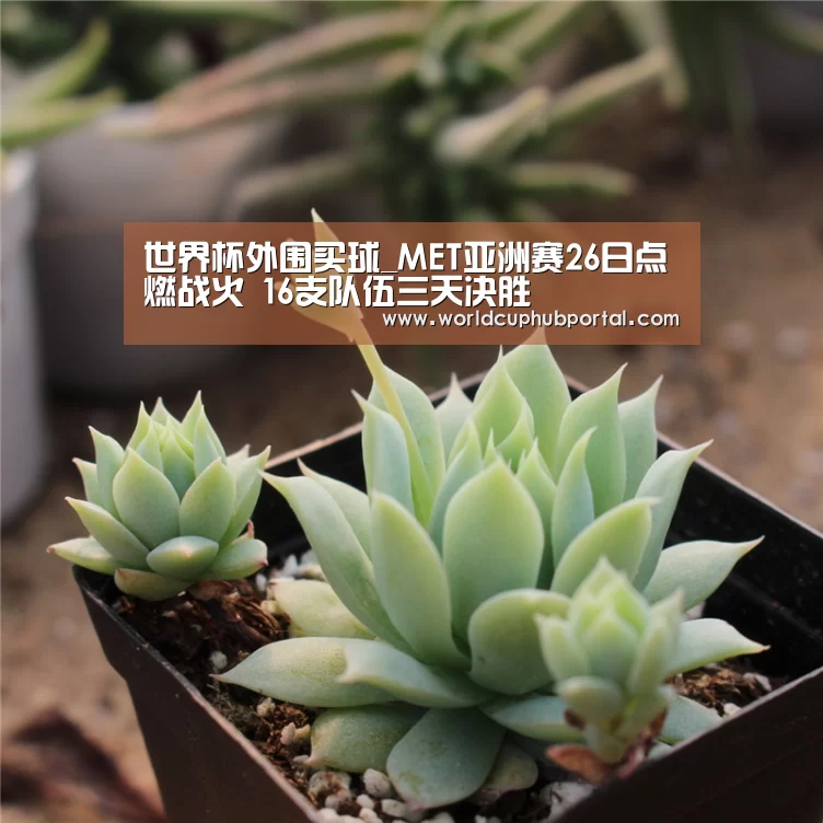 世界杯买球网站