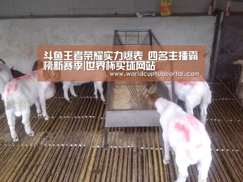 世界杯买球网站